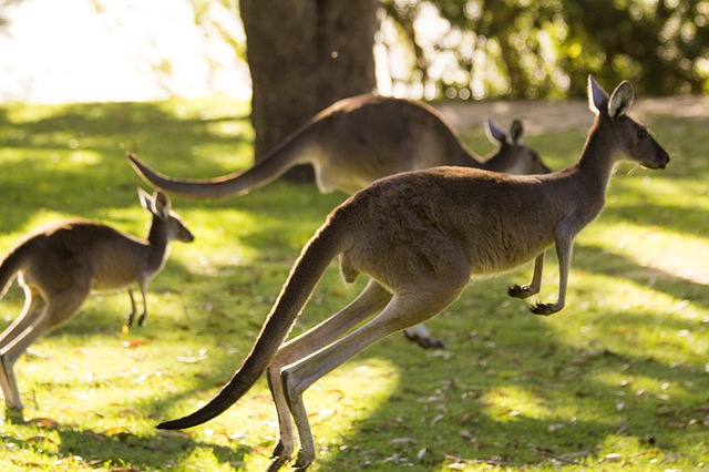 Kangaroo in Perth